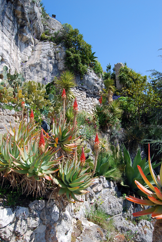 How To Grow Exotic Air Plants