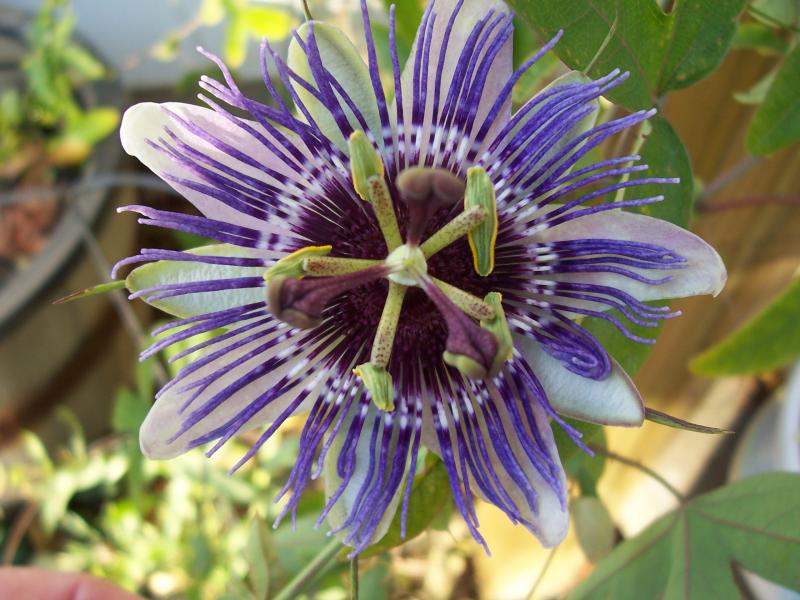 The Not-So-Subtle Tropical Plant