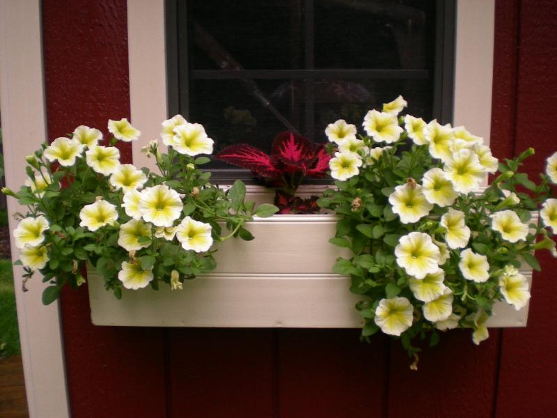 Dress Up and Show Off! Window Boxes For All Seasons