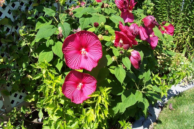 Go Tropical with Hardy Hibiscus